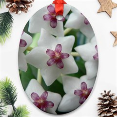 Hoyabella Oval Ornament (two Sides) by trendistuff