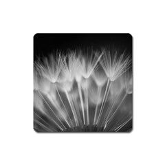 DANDELION Square Magnet