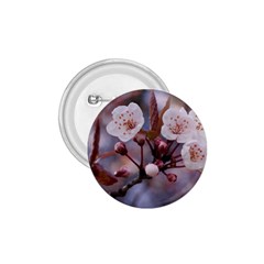 Cherry Blossoms 1 75  Buttons