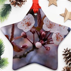 Cherry Blossoms Ornament (star) 