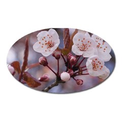 Cherry Blossoms Oval Magnet