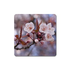 Cherry Blossoms Square Magnet