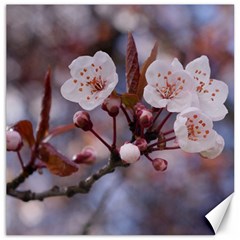 Cherry Blossoms Canvas 12  X 12   by trendistuff