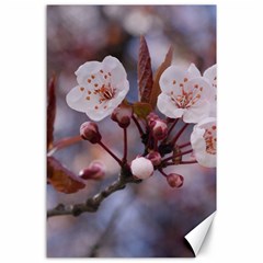 Cherry Blossoms Canvas 24  X 36 