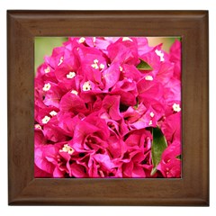 Bougainvillea Framed Tiles by trendistuff