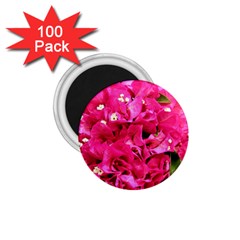 Bougainvillea 1 75  Magnets (100 Pack)  by trendistuff