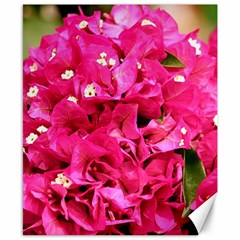 Bougainvillea Canvas 8  X 10  by trendistuff