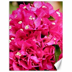 Bougainvillea Canvas 12  X 16   by trendistuff