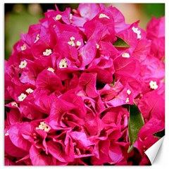 Bougainvillea Canvas 20  X 20   by trendistuff