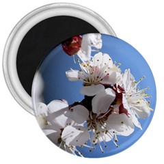 Apricot Blossoms 3  Magnets by trendistuff