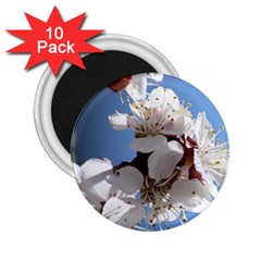 Apricot Blossoms 2 25  Magnets (10 Pack)  by trendistuff