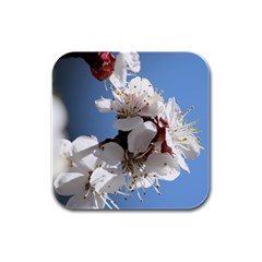 Apricot Blossoms Rubber Square Coaster (4 Pack)  by trendistuff