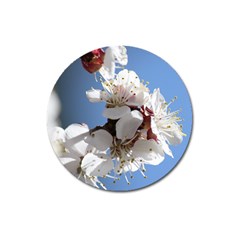 Apricot Blossoms Magnet 3  (round) by trendistuff