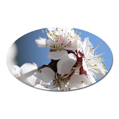 Apricot Blossoms Oval Magnet