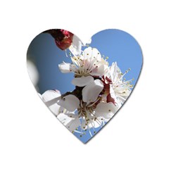 Apricot Blossoms Heart Magnet by trendistuff