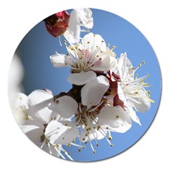 Apricot Blossoms Magnet 5  (round) by trendistuff