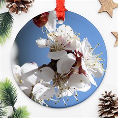 Apricot Blossoms Round Ornament (two Sides)  by trendistuff