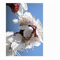 Apricot Blossoms Large Garden Flag (two Sides)