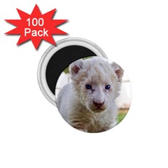 White Lion Cub 1 75  Magnets (100 Pack)  by trendistuff