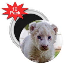 White Lion Cub 2 25  Magnets (10 Pack)  by trendistuff