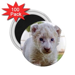 White Lion Cub 2 25  Magnets (100 Pack)  by trendistuff