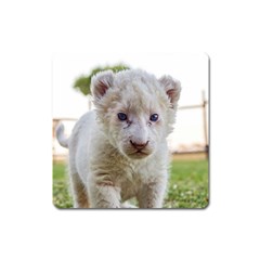 White Lion Cub Square Magnet by trendistuff