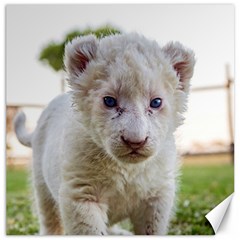 White Lion Cub Canvas 12  X 12   by trendistuff