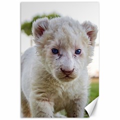 White Lion Cub Canvas 20  X 30  