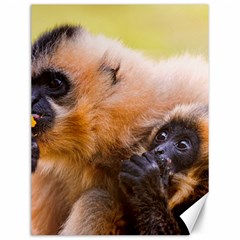 Two Monkeys Canvas 12  X 16  