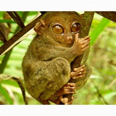 Tarsier Collage 8  X 10  by trendistuff