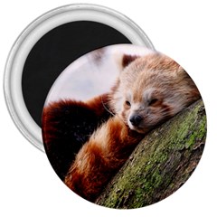 Red Panda 3  Magnets by trendistuff