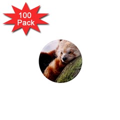 Red Panda 1  Mini Magnets (100 Pack)  by trendistuff