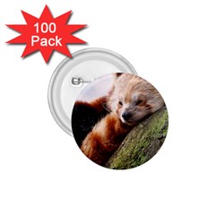 Red Panda 1 75  Buttons (100 Pack)  by trendistuff