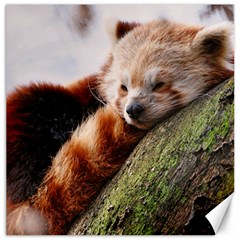 Red Panda Canvas 16  X 16   by trendistuff