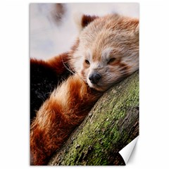 Red Panda Canvas 24  X 36 