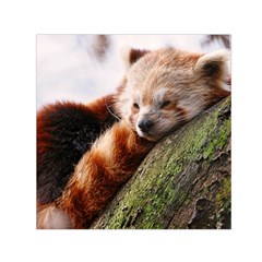 Red Panda Small Satin Scarf (square) 