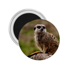 Meerkat 2 25  Magnets by trendistuff