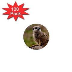 Meerkat 1  Mini Magnets (100 Pack)  by trendistuff