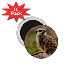 Meerkat 1 75  Magnets (10 Pack)  by trendistuff