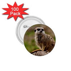 Meerkat 1 75  Buttons (100 Pack)  by trendistuff