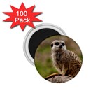 MEERKAT 1.75  Magnets (100 pack)  Front