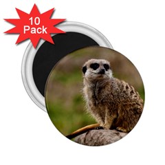 Meerkat 2 25  Magnets (10 Pack)  by trendistuff