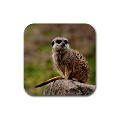 Meerkat Rubber Square Coaster (4 Pack)  by trendistuff