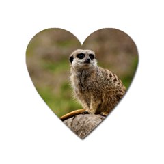 Meerkat Heart Magnet by trendistuff