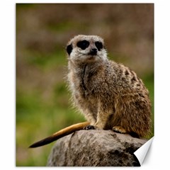 Meerkat Canvas 20  X 24  