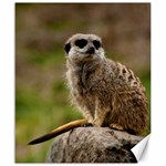 MEERKAT Canvas 20  x 24   19.57 x23.15  Canvas - 1