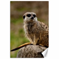 Meerkat Canvas 20  X 30  