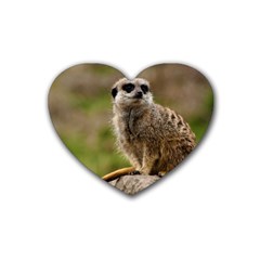 Meerkat Heart Coaster (4 Pack)  by trendistuff