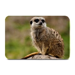 Meerkat Plate Mats by trendistuff