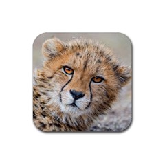 Leopard Laying Down Rubber Coaster (square)  by trendistuff